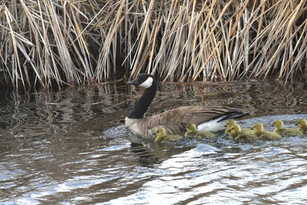 Adult Canada Goose Goslings Branta Canadensis — Stock Photo, Image