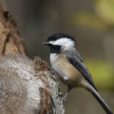 Siyah başlıklı bir Chickadee 'nin yakın çekimi (poecile atricapillus