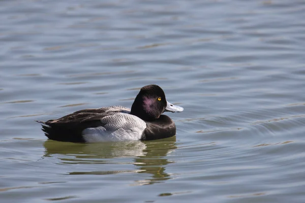 Closeup Lesser Scaup Male Aythya Affinis — Stock Photo, Image