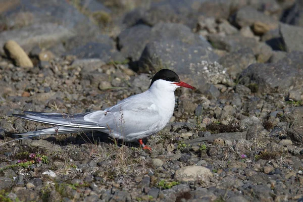 Arctic Tern Sterna Paradisaea Perched Rocky Ground — Stock Photo, Image