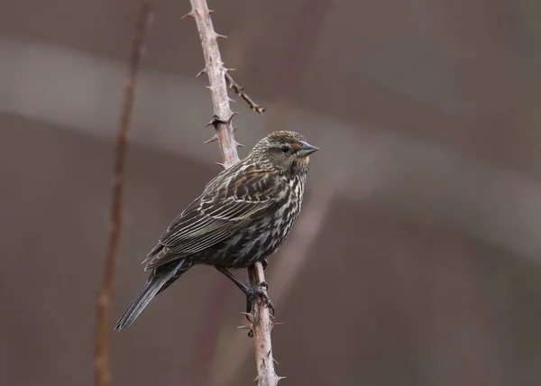 stock image Red-winged Blackbird (female) (agelaius phoeniceus) perched on a blackberry vine