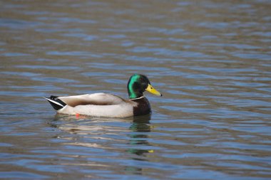 Mallard Duck (erkek) (Ananas platyrhynchos) bir gölde yüzüyor