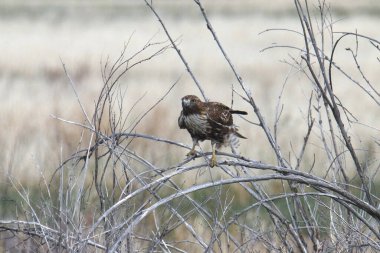 Kızıl kuyruklu Şahin (buteo jamaicensis) uçmaya hazırlanıyor