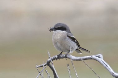 Loggerhead Shrike (lanius ludovicianus) gagasında bir böcektir.