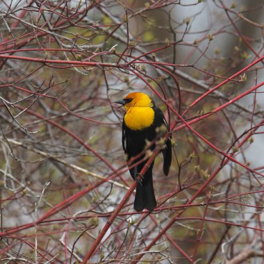 Sarı başlı Karatavuk (erkek) (xanthocephalus xanthocephalus) bir çalılığa tünemiştir.