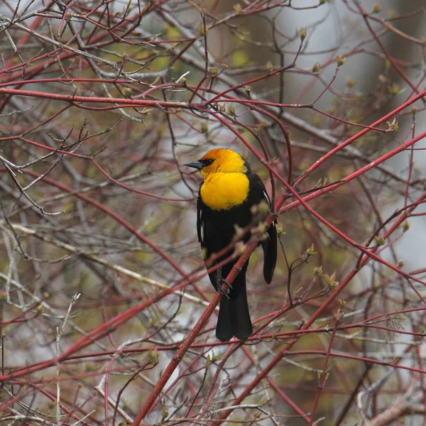 Sárga Fejű Blackbird Férfi Xanthocephalus Xanthocephalus Ültetett Egy Bokor — Stock Fotó