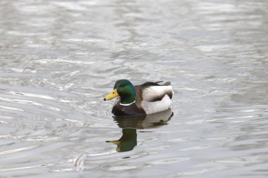 Mallard Duck (erkek) (Ananas platyrhynchos) gölette yüzer