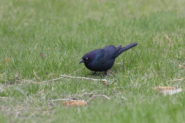 Brewer 's Blackbird (erkek) (euphagus siyanocephalus) otlak bir alanda yiyecek arıyor