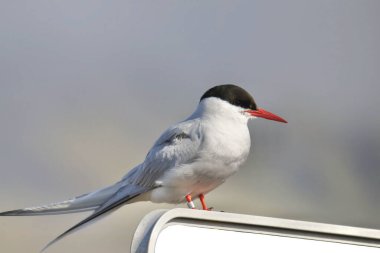Kuzey Kutbu Terminali (sterna paradisaea) bir otoyol tabelasına konmuştur.