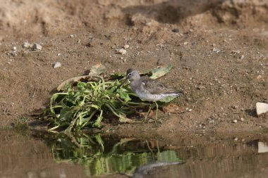 Uzun gagalı Dowitcher (limnodromus scolopaceus) sulama kanalında arama yapıyor