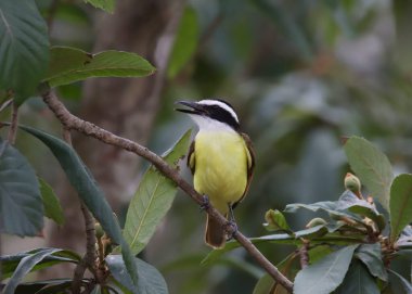 Büyük Kiskadee (pitangus sulphuratus) tropikal bir ağaca tünemiştir.
