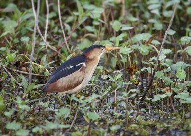En az Bittern (ixobrychus exilis) bir sulak arazide duruyor