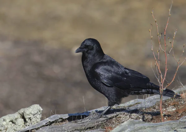 American Crow Corvus Brachythynchos Bertengger Tanah Berbatu — Stok Foto