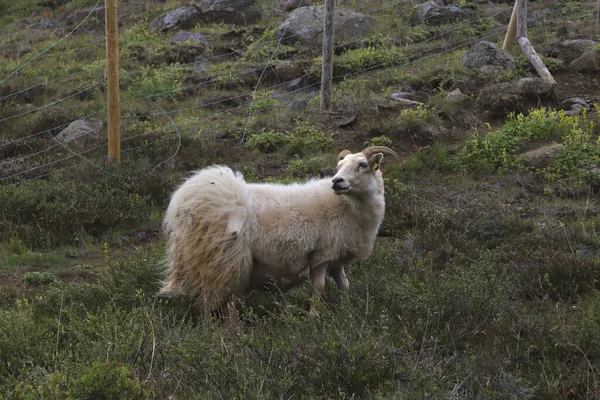 Ισλανδικά Πρόβατα Ovis Aries Μάλλον Περίεργο Κούρεμα — Φωτογραφία Αρχείου