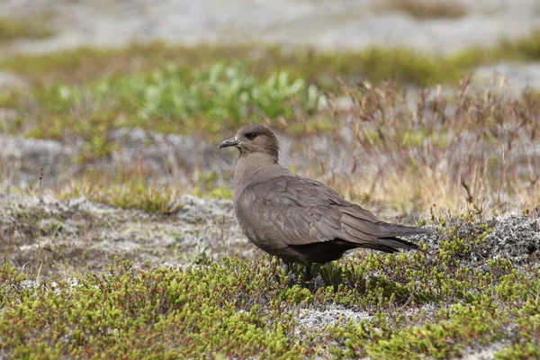 stock image Arctic Skua (dark morph) (stercorarius parasiticus) perched in a meadow