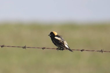 Bobolink (erkek) (dolichonyxs oryzivorus) dikenli tel üzerinde tünemiştir.