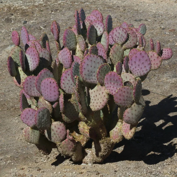Ørken Plante Kaldet Purple Pricklypære Kaktus - Stock-foto