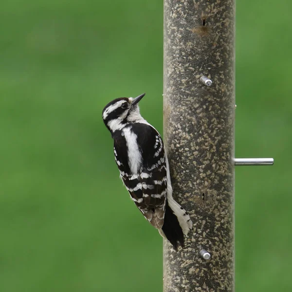 Downy Woodpecker 干枯的青少年 吃鸟食 — 图库照片