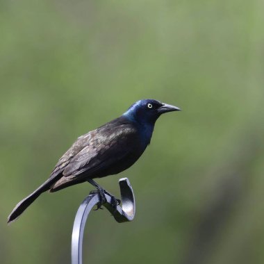 Yaygın Grackle (erkek) (quiscalus quiscula) bir kuş besleyici direğe tünemiştir.