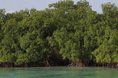 Türkler ve Caicos Adaları 'ndaki bazı mangrov ağaçlarının yakınında.