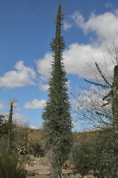 Sydamerikansk Växt Som Kallas Boojum Tree — Stockfoto