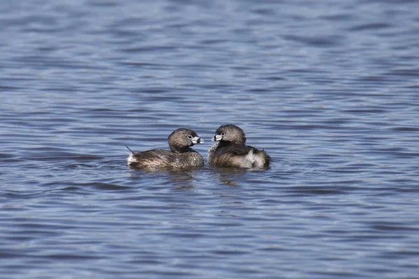 Two Pied Billed Grebes Podilymbus Podiceps Swimming Pond — Stock Photo, Image