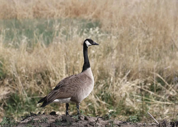 Canada Goose Branta Canadensis Standing Some Dry Grass — Stock Photo, Image