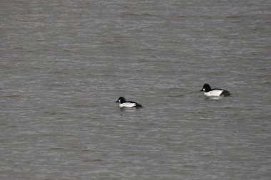 Okyanusta yüzen yaygın Altın Gözler (bucephala clurla)