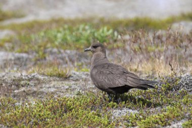 Arktik Skua (karanlık şekil) (stercorarius paraziticus) bir çayıra tünemiştir.