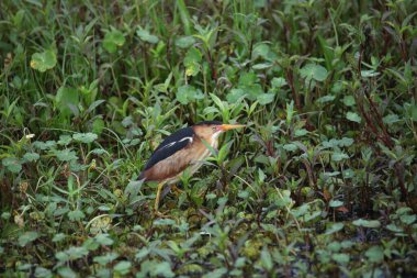 En az Bittern (ixobrychus exilis) sulak bir alanda arama yapıyor