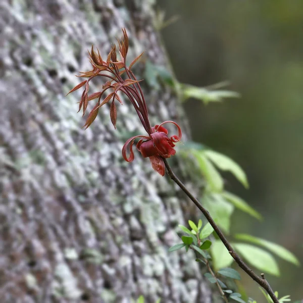 Czerwonawe Tropikalny Kwiat Sylwetka Przeciwko Duży Pnia Drzewa — Zdjęcie stockowe