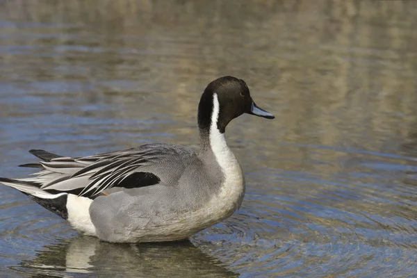stock image Northern Pintail (male) (anas acutas) standing in shallow water