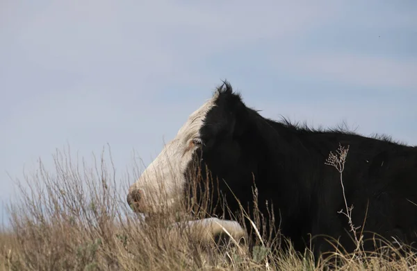 Cow Black Body White Face Lying Some Grass — Stock Photo, Image