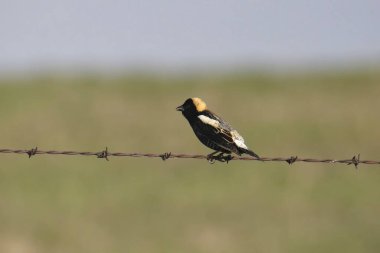 Bobolink (erkek) (dolichonyx oryzivorus) dikenli tel üzerinde tünemiştir.