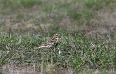 Kestane yakalı Longspur (olgunlaşmamış) (Calcarius ornatus) bir çayırda oturuyor
