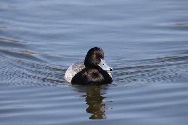 Gölde yüzen daha az (erkek) Scaup (ayni)