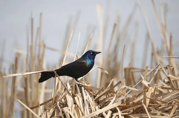 Grackle (erkek) (quiscalus quiscula) bazı kuru sazlıklara tünemiştir.