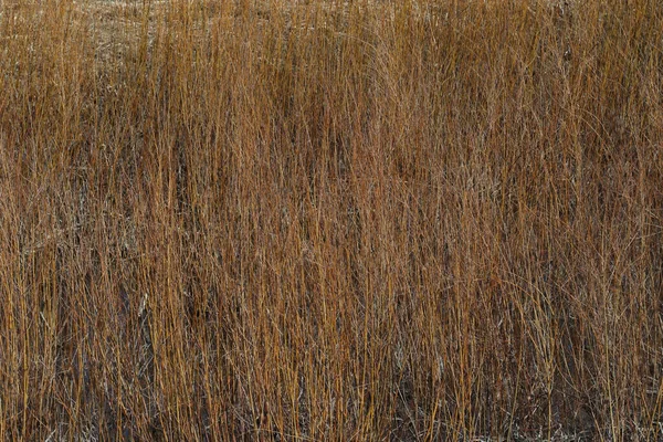いくつかのカラフルな野生の草の閉鎖 — ストック写真