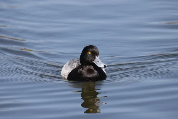 Lesser Scaup Male Aythy Affinis Swimming Lake — стоковое фото