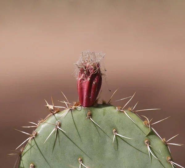 Närbild Enda Frukt Pricklypear Kaktus — Stockfoto