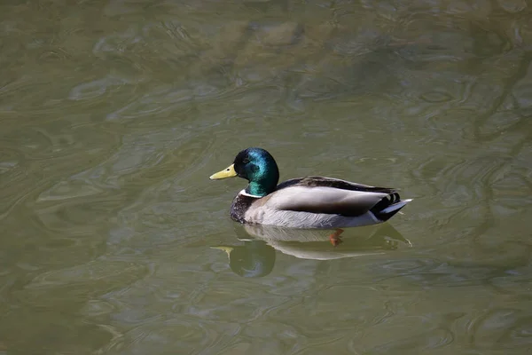 Mallard Duck Male Anas Platyrhynchos Swimming Pond — Stock Photo, Image