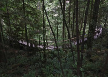 Capilano Askı Köprüsü Parkı, British Columbia 'daki birçok asma yoldan birine bakıyorum.