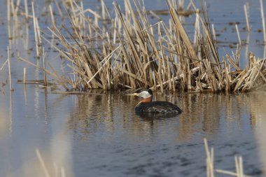 Kırmızı boyunlu Grebe (podiceps grisegena) çimenli bir gölette yüzüyor
