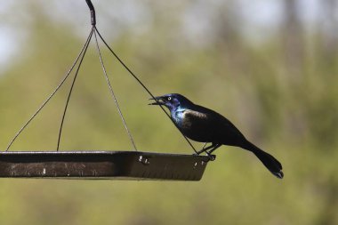 Yaygın Grackle (erkek) (quiscalus quiscula) bir kuş yemliğinden yemek