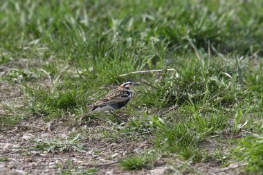 Kestane yakalı Longspur (calcarius ornatus) çayırlarda tünemiştir.