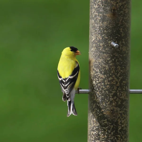 American Goldfinch Macho Spinus Tristis Olhando Para Trás Está Empoleirado — Fotografia de Stock