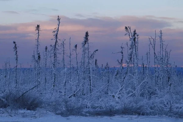 Árvore Abeto Negro Coberta Neve Pôr Sol Alasca — Fotografia de Stock
