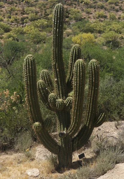 Cactus Del Tamaño Árbol Llamado Cardon Grande — Foto de Stock