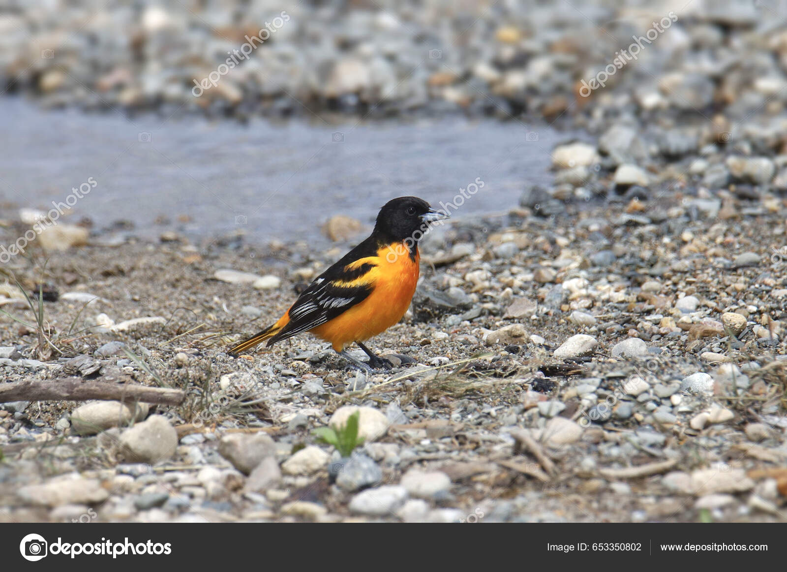 Icterus galbula (Baltimore Oriole)