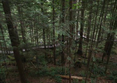 Capilano Asma Köprüsü Bölge Parkı, British Columbia 'daki kaldırımlardan biri.